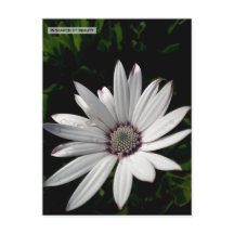 Daisy Flower postcard