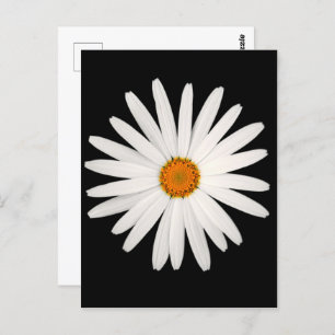 Daisy flower postcard