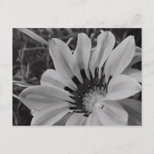Daisy Flower  Postcard