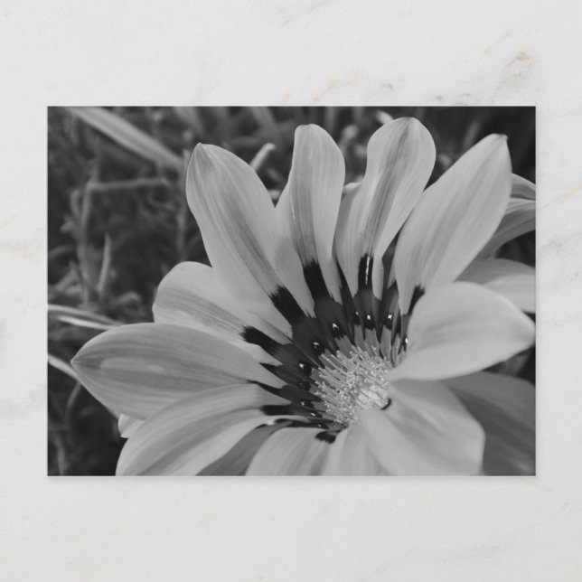 Daisy Flower  Postcard (Front)