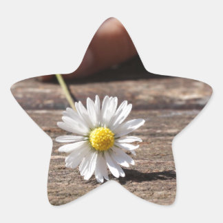 Daisy Flower Star Sticker