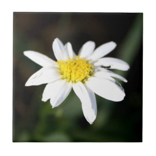Daisy Flower Tile
