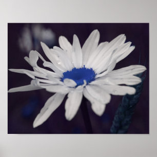 Daisy Flower With Blue Centre Abstract Poster