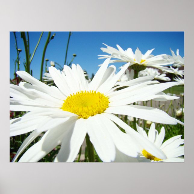 Daisy Flowers art prints White Daisies Blue Sky (Front)