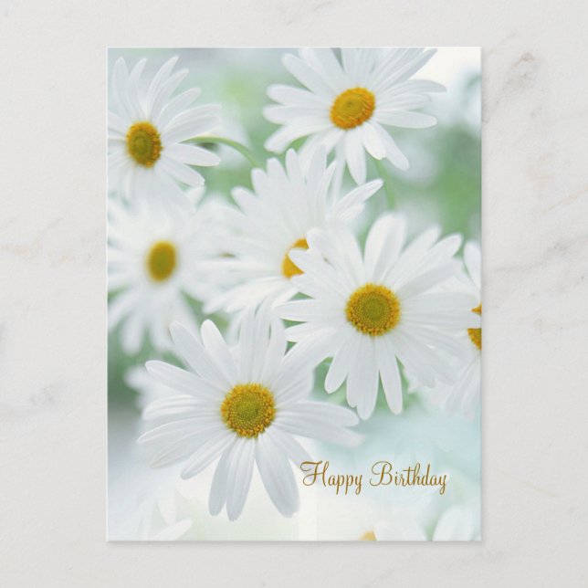 Daisy flowers - Birthday Postcard (Front)