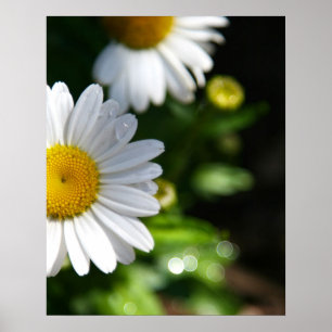 Daisy Flowers, Droplets Poster
