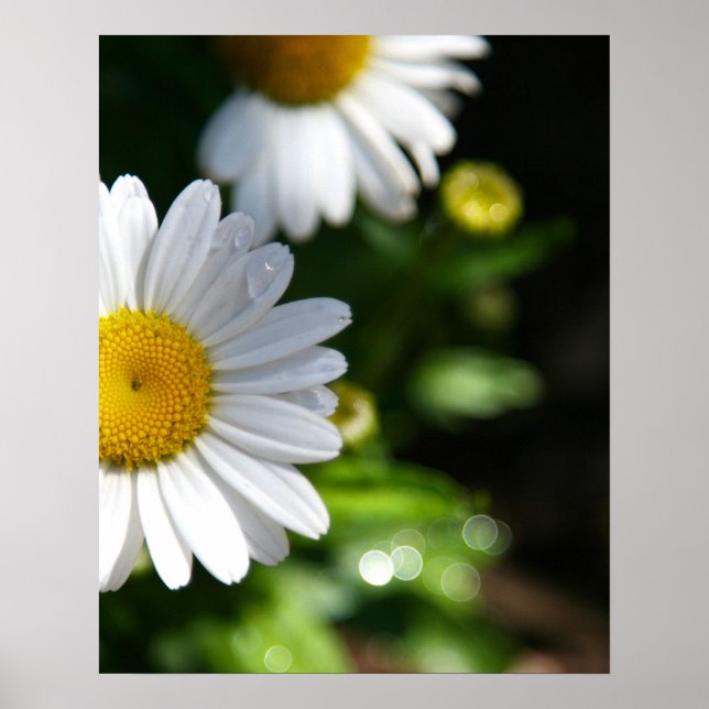 Daisy Flowers, Droplets Poster (Front)