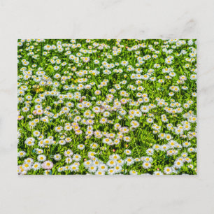 Daisy flowers postcard