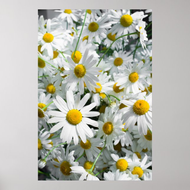 Daisy flowers poster (Front)