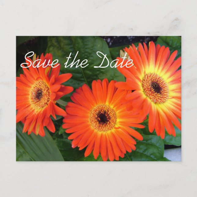 Daisy flowers save the date postcard (Front)