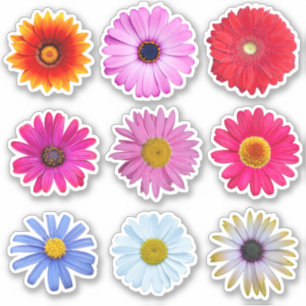 Daisy Flowers Vinyl