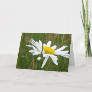 Daisy - Folded Blank Greeting Card