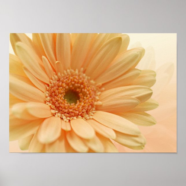 Daisy-gerbera soft peach colour. Print (Front)