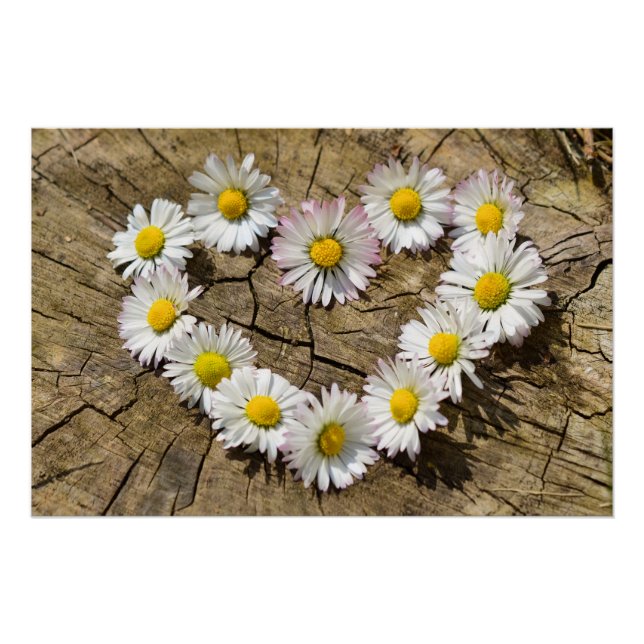 Daisy Heart Poster (Front)