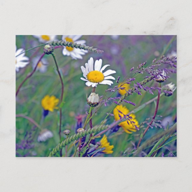 daisy in the field postcard (Front)