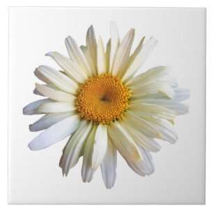 Daisy Looking Up Tile