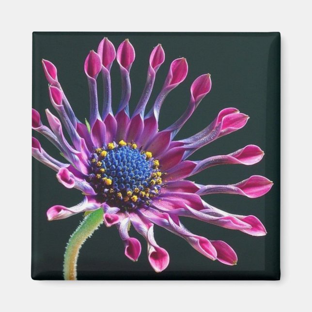 daisy love magnet (Front)