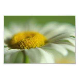 Daisy Macro Photo Print