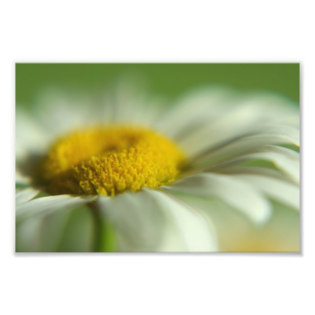 Daisy Macro Photo Print (Front)