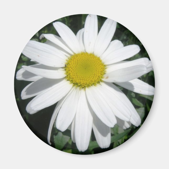 DAISY MAGNET (Front)