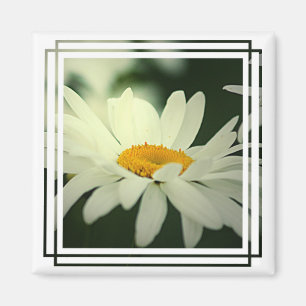 Daisy Magnet