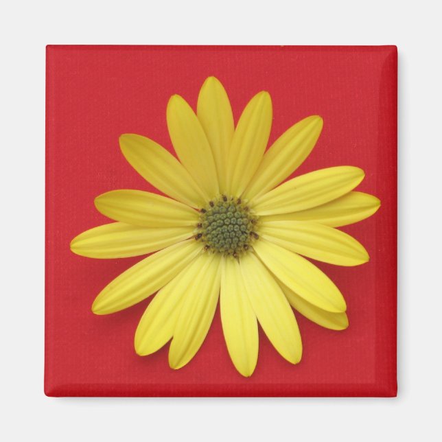 Daisy Magnet (Front)