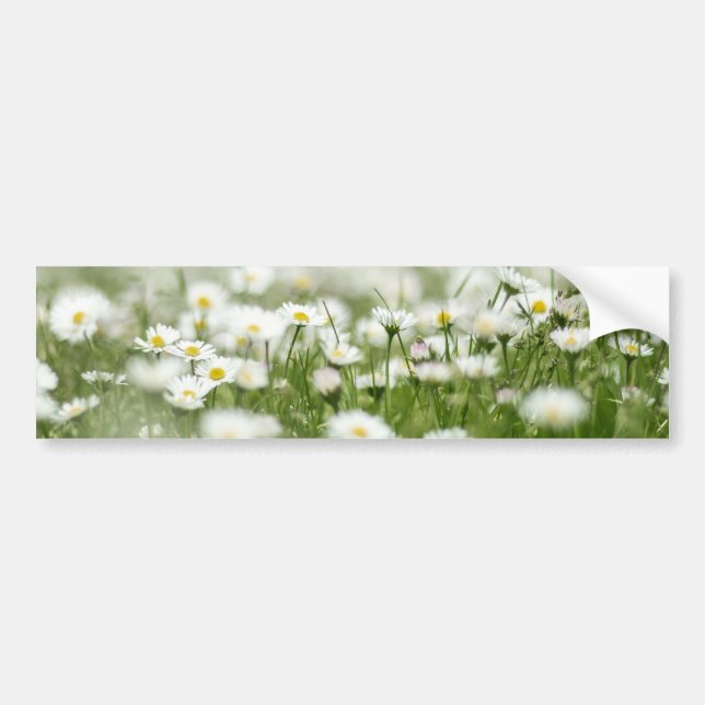 Daisy Meadow Bumper Sticker (Front)