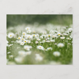 Daisy Meadow Postcard