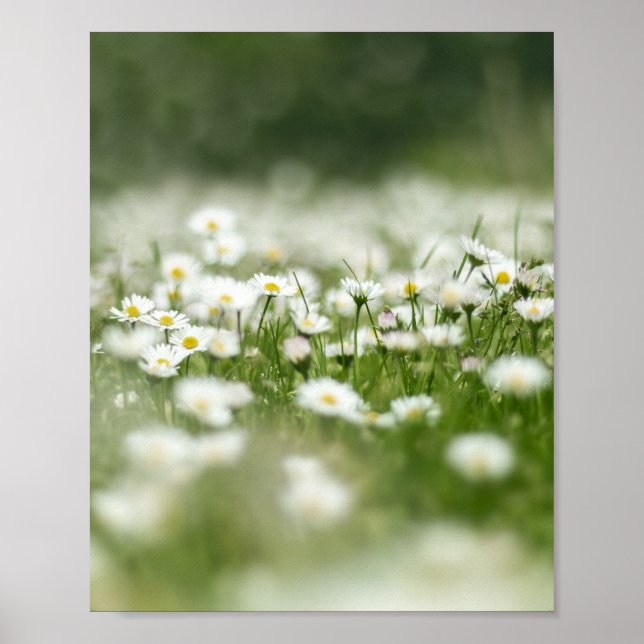 Daisy Meadow Poster (Front)