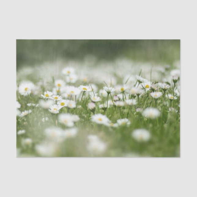 Daisy Meadow Tissue Paper (Front)