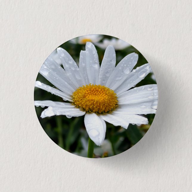 Daisy Morning Dew 3 Cm Round Badge (Front)