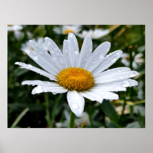 Daisy Morning Dew Poster
