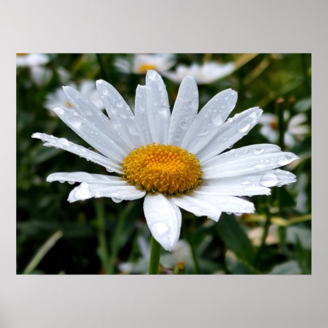 Daisy Morning Dew Poster (Front)