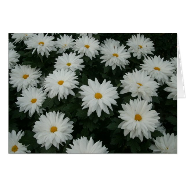 Daisy Mums (Front Horizontal)