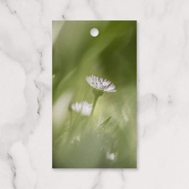 Daisy nature photo gift tags (Back)