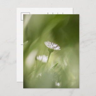 Daisy nature photo holiday postcard