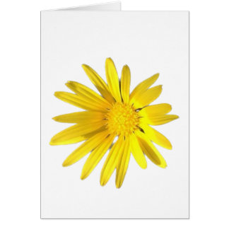 Daisy Note - Blank for your personalisation