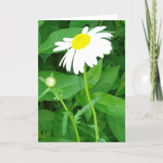 daisy note card