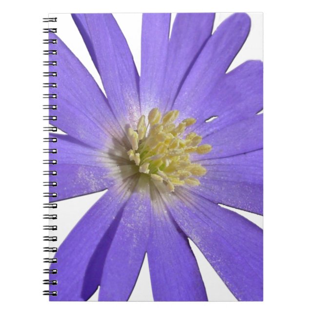 Daisy Notebook Blue Daisy Journals Flower Gifts (Front)