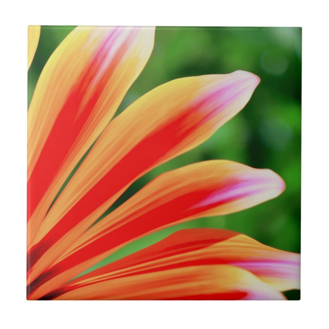 Daisy Petals Ceramic Tile (Front)