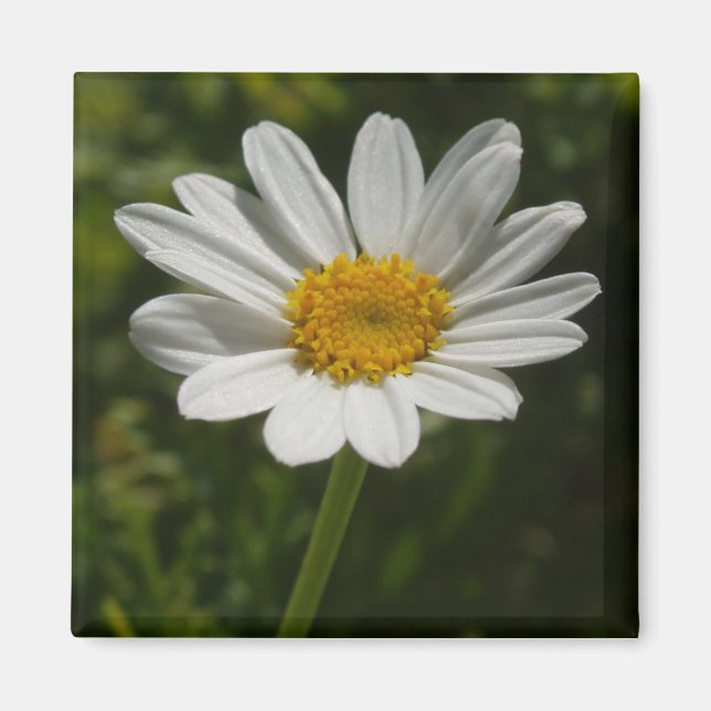 Daisy Photo Magnet (Front)