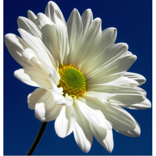 Daisy Photo Sculpture
