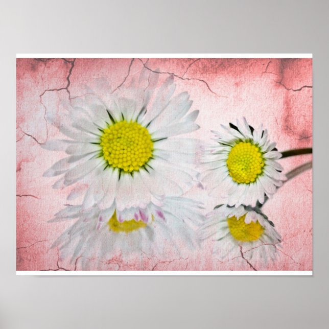 Daisy Pink  Blossoms Elegant Chic Mod Floral Poster (Front)