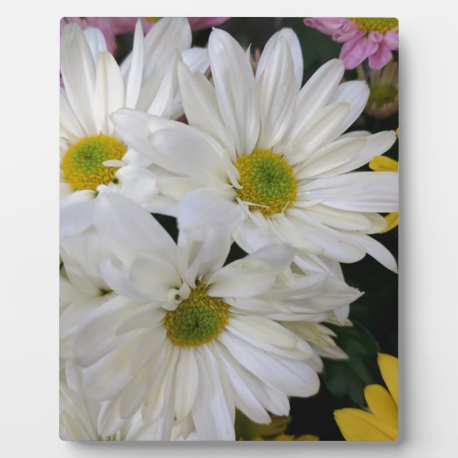 Daisy Plaque (Front)