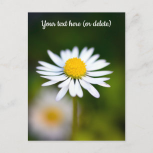 Daisy Postcard