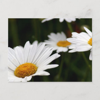 Daisy Postcard