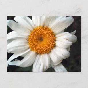 Daisy Postcard