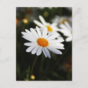 Daisy Postcard