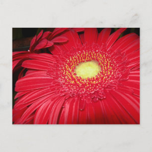 Daisy Postcard Network