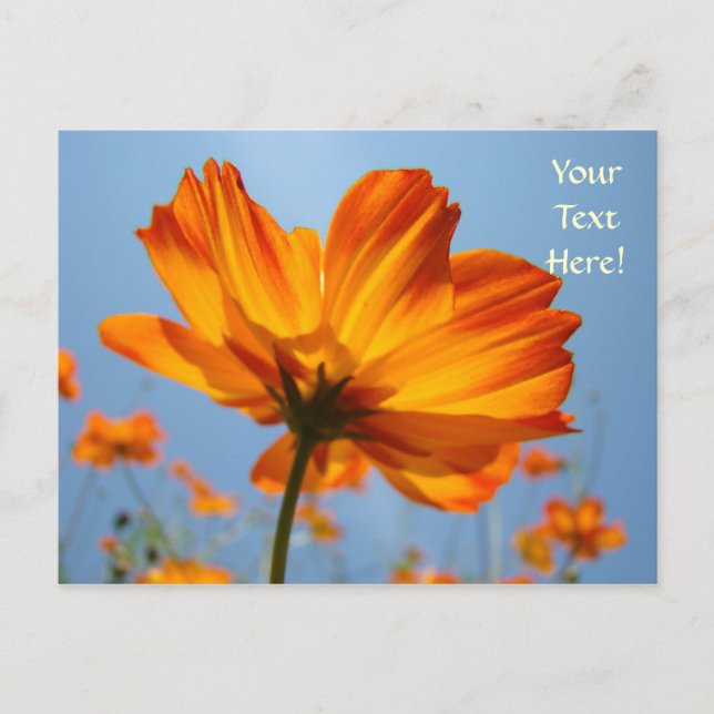 Daisy Postcards Orange Daisies Flowers post cards (Front)